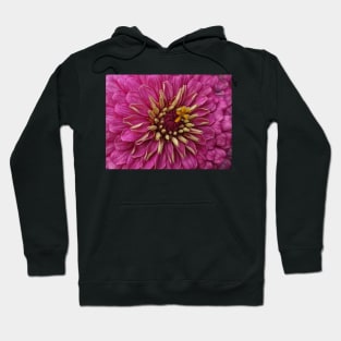 zinnia flower bloom in pink Hoodie